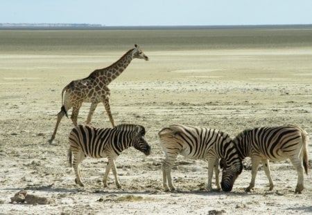 @ Etosha Park - nice, zebra, animals, wild