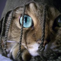 braided cat