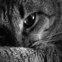 thoughtful kitty