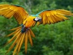 Parrot Flight