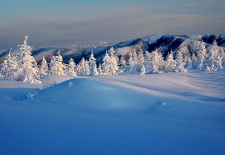 Winter scene - hill, winter, snow, landscape, scene, forest, white, nature, freeze, hd, pine, cold, frost, moutains, wallpaper