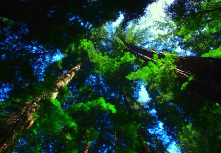 FOREST ZOOM - sky, zoom, forest, view, nature