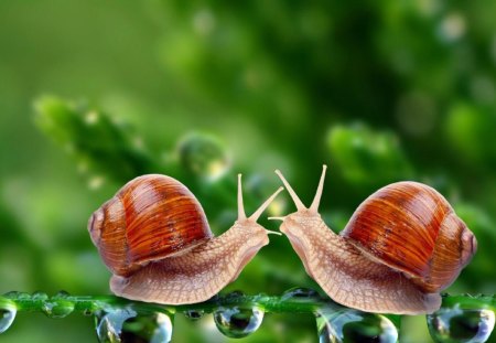 *** Two snails in drops of dew *** - drops, animals, nature, snails