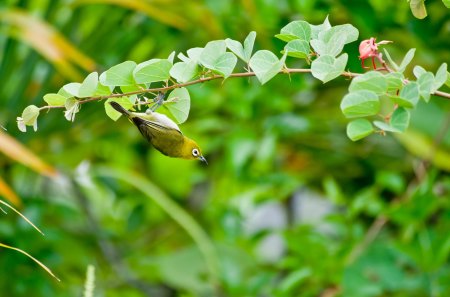 Japanese-White-Eye-Bird - nice, nature, animal, cute, bird