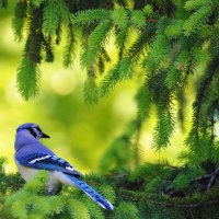 Blue-Jay-Cornwall