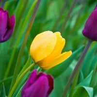 Wet Tulips