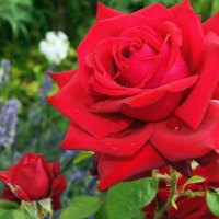 Tia's Rose Garden
