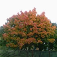 autumn tree