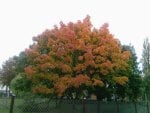 autumn tree