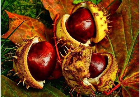 chestnut fruits - fall, green, brown, chestnuts, fruit, grass, leaves