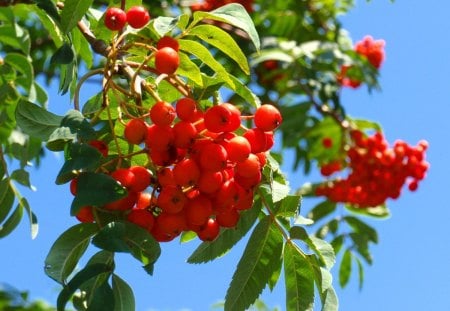 rowan - autumn, rowan, fruit, rowan corals, nature, sky blue, red, green, leaves, tree