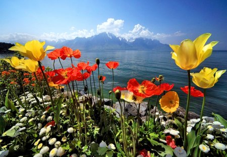 Lake flowers - nice, lake, sky, mountain, colorful, water, summer, shore, lovely, nature, reflection, clouds, beautiful, flowers, poppies