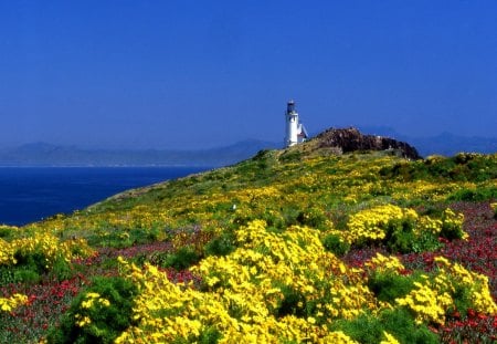 Lighthouse springtime flowers - nice, sky, colorful, field, meadow, spring, clouds, ocean, lighthouse, springtime, light, summer, lovely, bright, nature, blue, beautiful, waters, flowers, sea