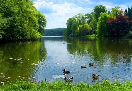 Forest lake - lakeshore, sky, trees, peaceful, riverbank, mirrored, calm, reflection, river, clouds, grass, lake, summer, shore, nature, ducks, forest, waters