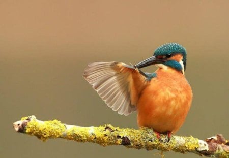 It's a wing matter! - bird, pic, wing, colors, photo, photograph, animal, nature, picture, wall, wallpaper