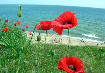 *** Poppies growing near the sea *** - nature, red, color, flowers, poppies