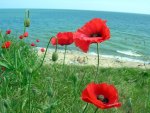 *** Poppies growing near the sea ***