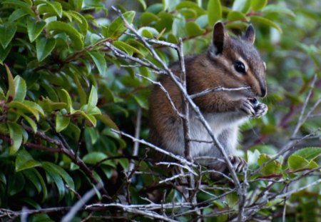 *** CHIPMUNK *** - chipmunk, leaves, sitting, twigs