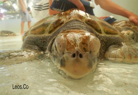 Turtle! - 1 - turtles bequia, turtle, turtle bath, leos co, broadreach, bath, oldhegg turtle sanctuary, turtles, bequia turtles, bequia, oldhegg, oldhegg turtles, turtle sanctuary