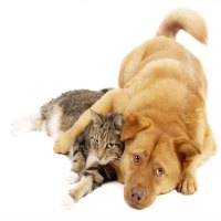 cat and dog