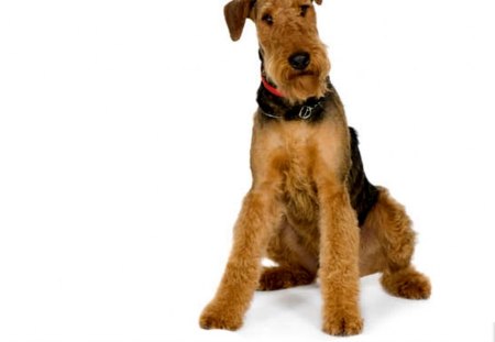 terrier breed - breed, terrier