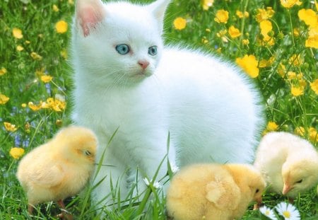 Kitty - cat, chickens, chicks, kitty