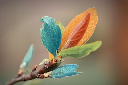 Multicolor leafs - nature, vegetation, tree, leafs