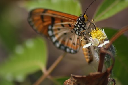 ButterFlYY - birds, flower, animals, butterflies