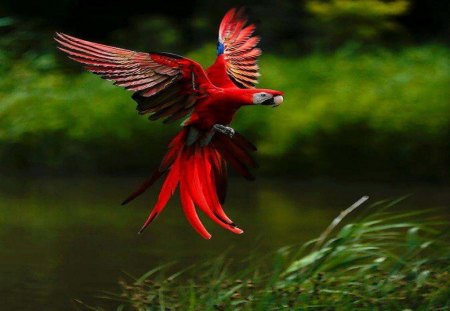 Coming In For A Landing - nature, animals, other, bird, macaw