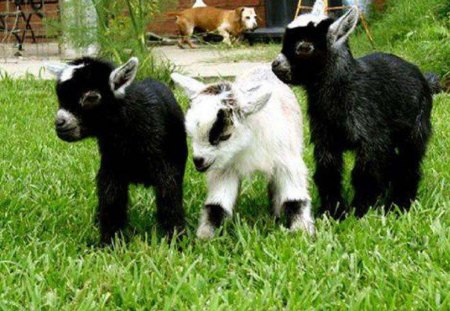 Adorable - goats, nature, animals, other