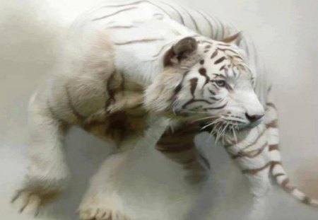 White Tiger