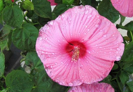 Hibiscus After A Summer Rain - hibiscus, rain, pink, blooms, flower