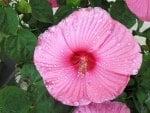 Hibiscus After A Summer Rain