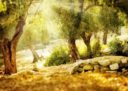 the rays of summer - orchard, nature, summer, olive tree