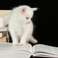 kitty on a book