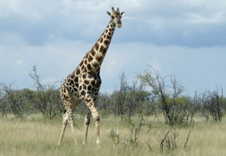 Walking High - alone, nice, walk, giraffe