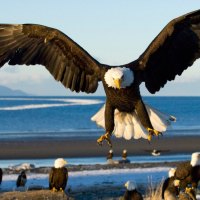 The Bald Eagles