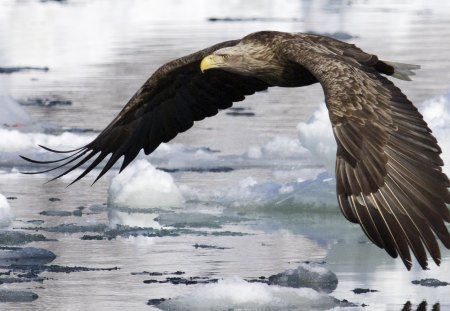 Golden Eagle - birds of prey, birds, beautiful, eagles