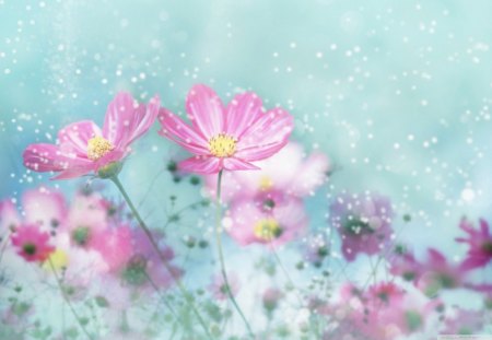 Group of Pink Flowers - stems, field, nature, abstract, pink, petals, leaves, bunch, flowers, group