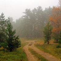 Path to Forest