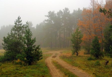 Path to Forest - forest, path, fog, nature, mist