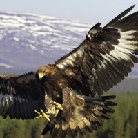 The Golden Eagle