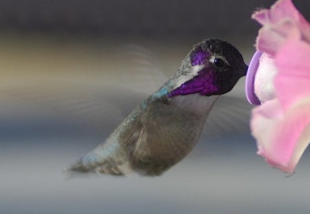 Humming Bird - nature, beauty, birds, delicate