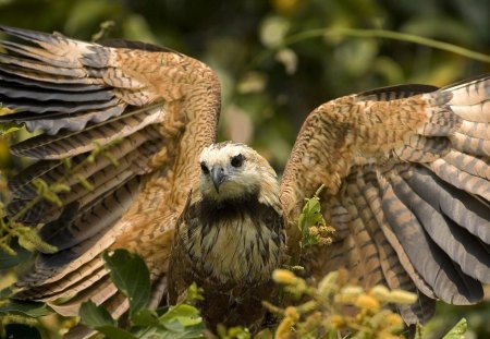 African Eagle - beauty, birds, nature, birds of prey