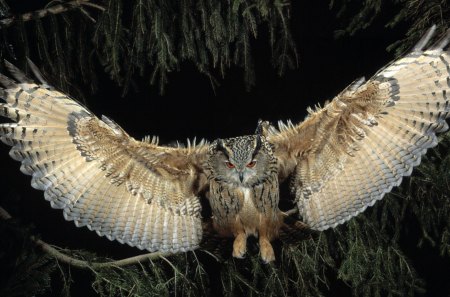 The Great Horned Owl on The Hunt - beauty, nature, branch, owls, night, owl, bird, birds