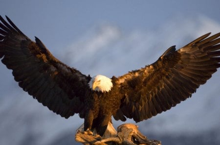 The Magnificent Bald Eagle - beauty, birds, eagles, nature