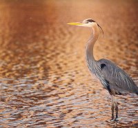 Great Horned Heron