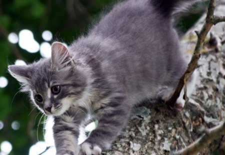 Kitten in tree - cute, kitten, brench, tree, grey