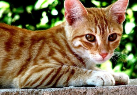 Street cat - pet, tabby, cute, cat, wall