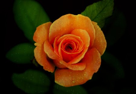 Rose - yellowrose, rose, flower, darkbackground